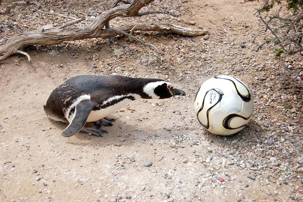 Penguin inspecting soccer ball in Argentina